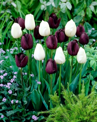Zestaw 2 odmian tulipanów w kolorze bordowofioletowym i białym - 50 szt.