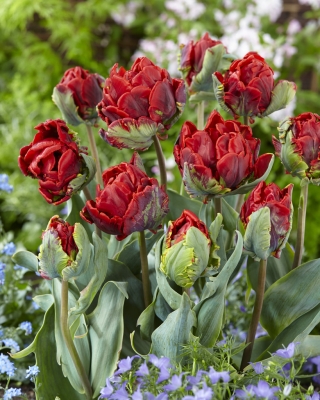Tulipan Rococo Double - pełny - duża paczka! - 50 szt.