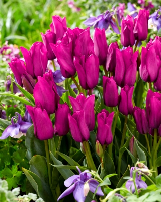 Tulipan Purple Bouquet - duża paczka! - 50 szt.