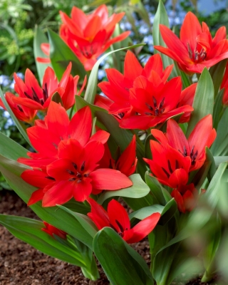 Tulipan botaniczny - Tubergen's Variety - duża paczka! - 50 szt.