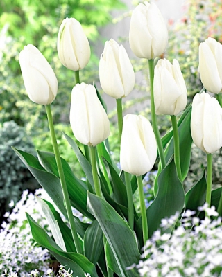 Tulipan biały - duża paczka! - 50 szt.