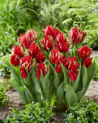 Tulipan Red Spider - duża paczka! - 50 szt.