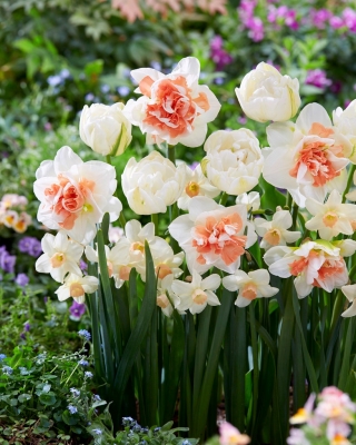 Wiosenny korowód - 45 cebulek narcyzów i tulipanów - kompozycja 3 ciekawych odmian