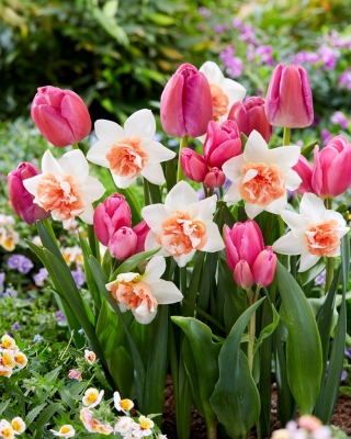 Valentina - 45 cebulek tulipanów i narcyzów - kompozycja biało-różowa