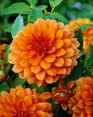 Dalia pomarańczowa - Dahlia Orange - GIGA paczka! - 50 szt.