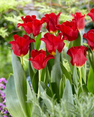 Tulipan Red Dress - 5 szt.