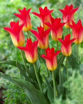 Tulipan Royal Gift - GIGA paczka! - 250 szt.
