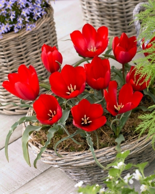 Tulipan wilsoniana - GIGA paczka! - 250 szt.