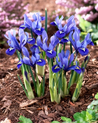 Irys żyłkowany - Iris reticulata - GIGA paczka! - 500 szt.