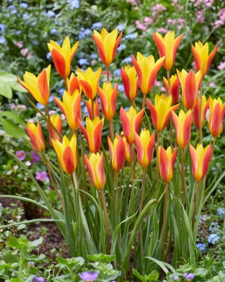 Tulipan Chrysantha - GIGA paczka! - 250 szt.