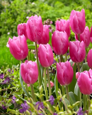 Tulipan Jumbo Pink - GIGA paczka! - 250 szt.