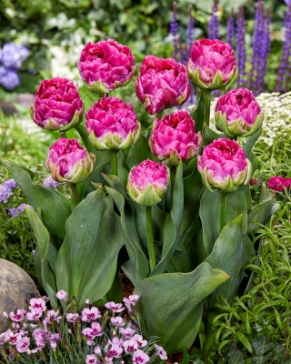 Tulipan Wicked in Pink - GIGA paczka! - 250 szt.