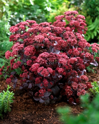 Rozchodnik Purple Emperor - Sedum - sadzonka - GIGA paczka! - 50 szt.