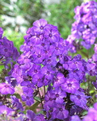 Floks (Phlox) - Płomyk wiechowaty - Blue Paradise - 1 szt.