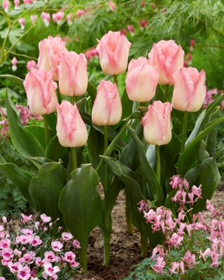 Tulipan Pink Dream - GIGA paczka! - 250 szt.