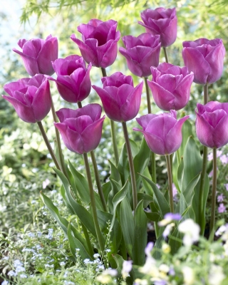Tulipan Magic Lavender - GIGA paczka! - 250 szt.