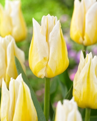 Tulipan Flaming Agrass - GIGA paczka! - 250 szt.