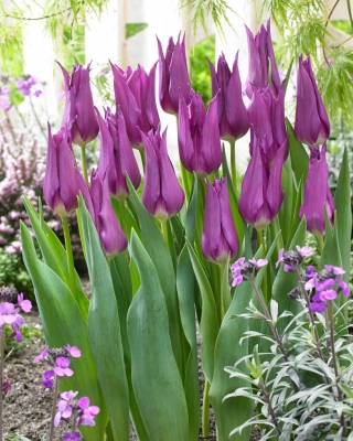 Tulipan liliokształtny fioletowy - Lilyflowering purple - GIGA paczka! - 250 szt.
