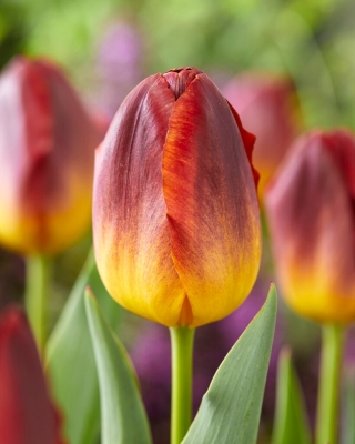 Tulipan Amberglow - GIGA paczka! - 250 szt.