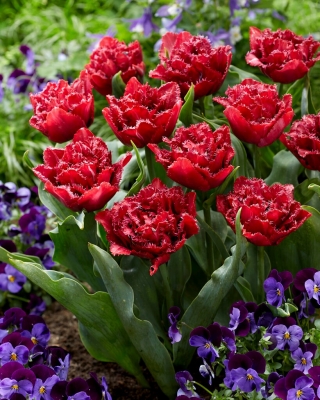 Tulipan Cranberry Thistle - duża paczka! - 50 szt.