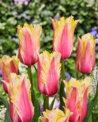 Tulipan Flaming Memory - duża paczka! - 50 szt.