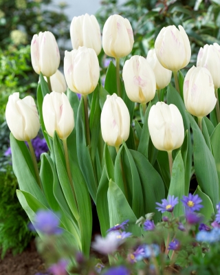 Tulipan White Flag - 5 szt.