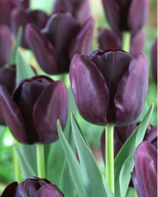 Tulipan Queen of Night - 5 cebulek