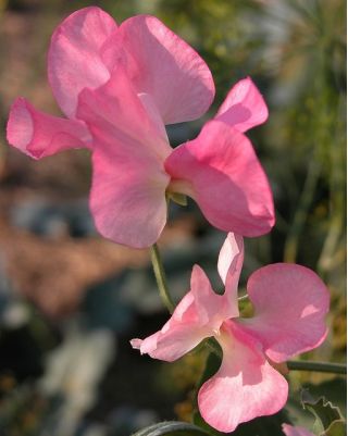 Groszek pachnący - różowy - 36 nasion
