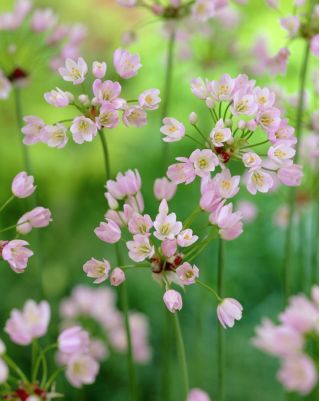 Czosnek różowy - Allium roseum - 20 cebulek