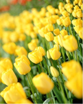 Tulipan Golden Apeldoorn - 5 cebulek