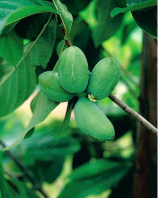 Urodlin trójłatkowy - Drzewo bananowe - 5 nasion