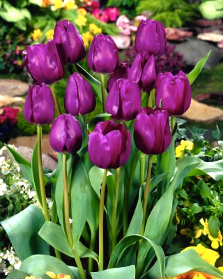 Tulipan fioletowy - Violet - GIGA paczka! - 250 szt.