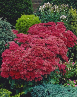 Rozchodnik Munstead Dark Red - Sedum - sadzonka - GIGA paczka! - 50 szt.