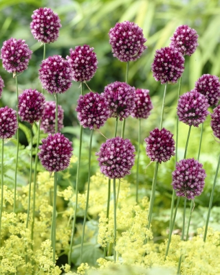 Czosnek kulisty - Allium rotundum - GIGA paczka! - 150 szt.