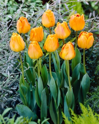 Tulipan Orange Lion - duża paczka! - 50 szt.