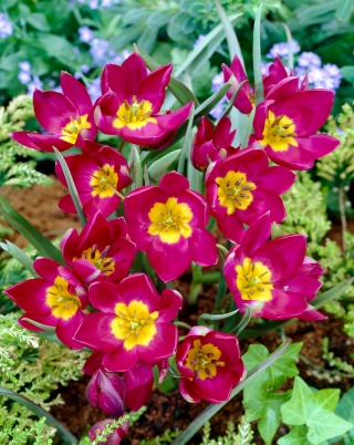 Tulipan Pulchella Odalisque - 5 cebulek
