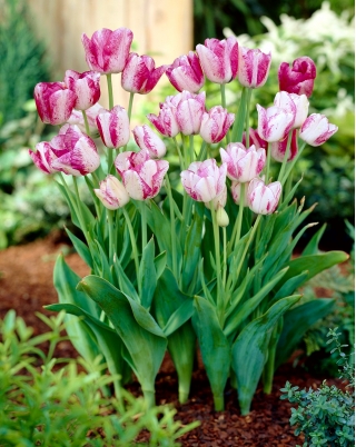 Tulipan Modern Style - duża paczka! - 50 szt.