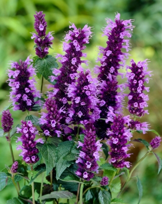 Agastache, Kłosowiec - Black Adder - GIGA paczka! - 50 szt.