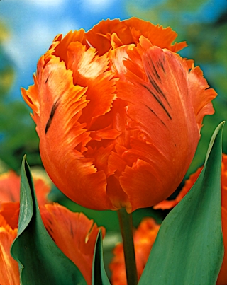 Tulipan Orange Favourite - 5 cebulek