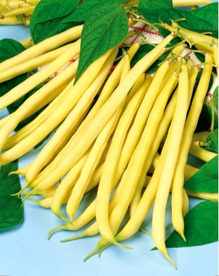 Fasola Sonesta - szparagowa żółta, bardzo smaczna i odporna - 250 nasion