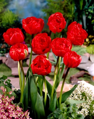 Tulipan pełny Miranda - opak. 5 cebulek