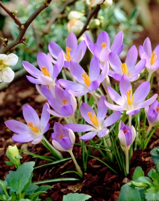 Krokus Lilac Beauty - 10 szt.