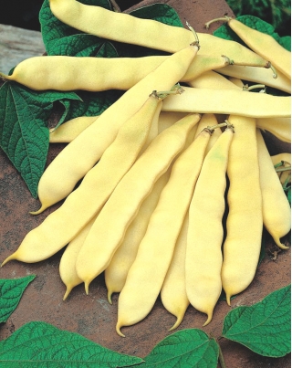 Fasola Tytania - szparagowa, wczesna, żółta - 90 nasion