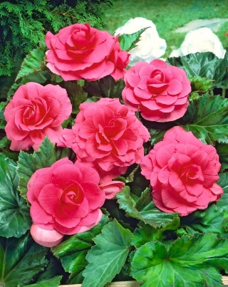 Begonia podwójna (pełna) - różowa - 2 bulwy