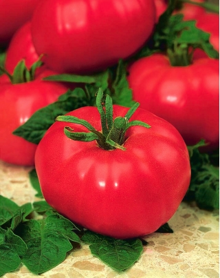 Pomidor Prezes - gruntowy, malinowy, wybitnie smaczny