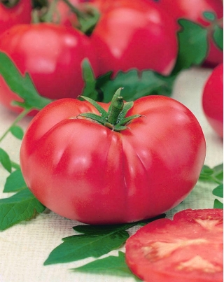 Pomidor VP1 F1 Pink King - szklarniowy, malinowy - 15 nasion