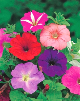 Petunia ogrodowa - Kaskada - mieszanka kolorów - Superkaskadia - 12 nasiona