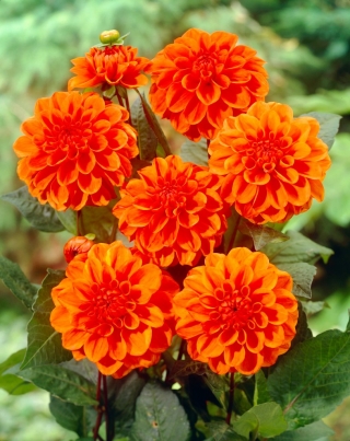 Dalia - Orange Nugget