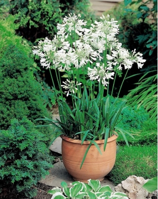 Agapant biały - Agapanthus White - GIGA paczka! - 50 szt.