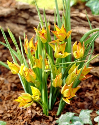 Tulipan orphanidea Flava - 5 szt.